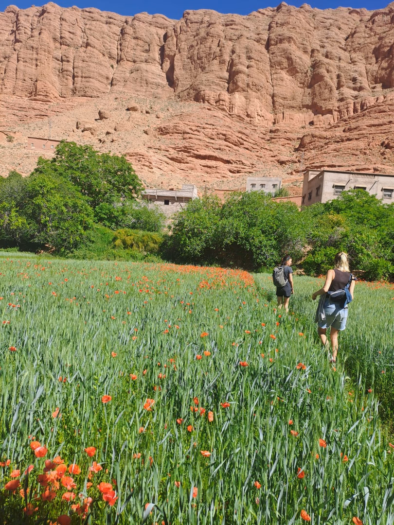 Vallée des Roses & Kasbahs — photo 1